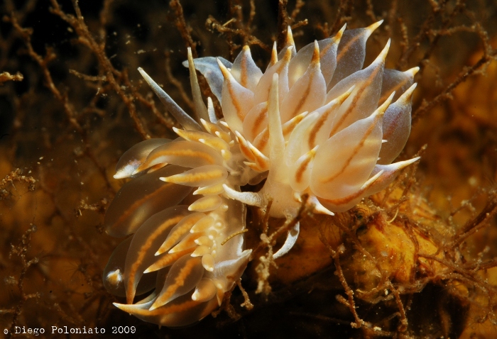 Eubranchus tricolor